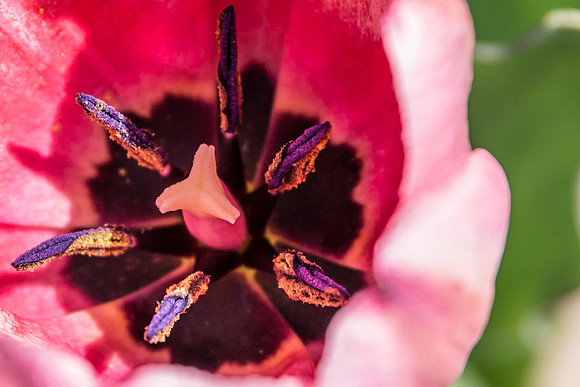 Tulip