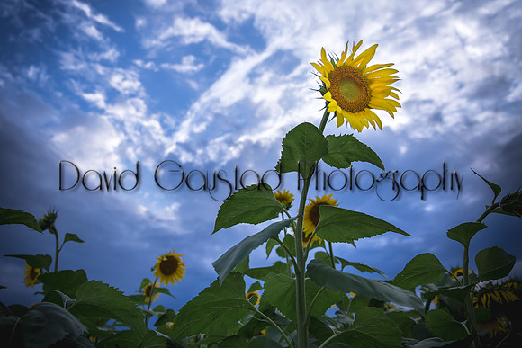 Pope Farm Conservancy