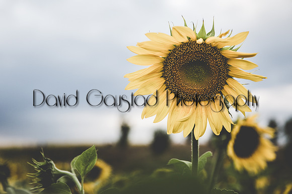 Pope Farm Conservancy