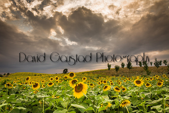 Pope Farm Conservancy