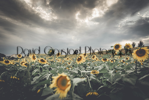 Pope Farm Conservancy