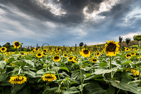 Pope Farm Conservancy