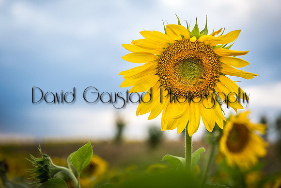 Pope Farm Conservancy
