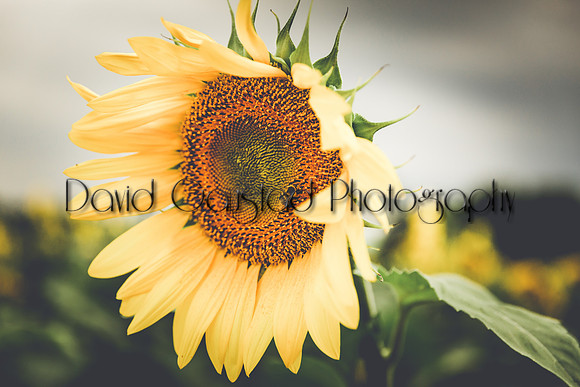 Pope Farm Conservancy