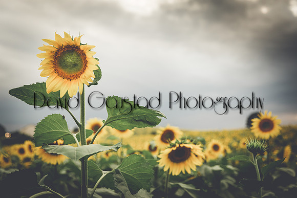 Pope Farm Conservancy