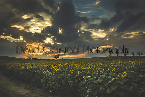 Pope Farm Conservancy