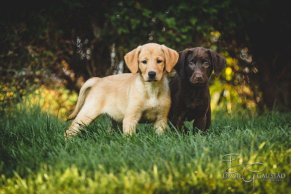 DeForest, Sun Prairie, Waunakee, Middleton, Verona, Lodi, Oregon, Family Photographer Pet Picture