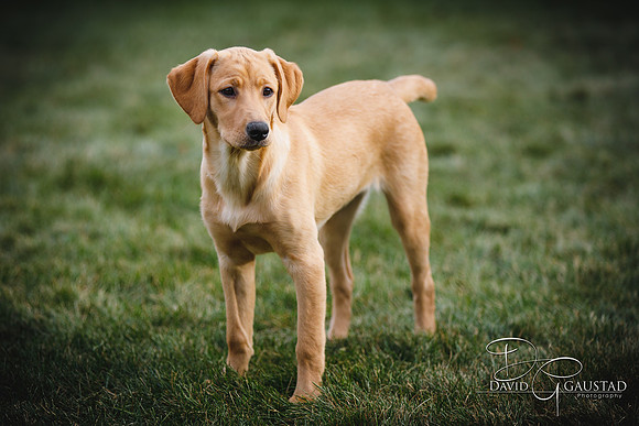 DeForest, Sun Prairie, Waunakee, Middleton, Verona, Lodi, Oregon, Family Photographer Pet Picture