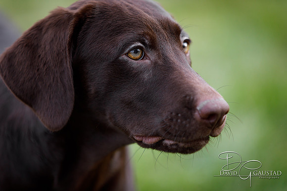 DeForest, Sun Prairie, Waunakee, Middleton, Verona, Lodi, Oregon, Family Photographer Pet Picture