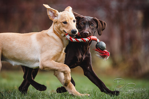 DeForest, Sun Prairie, Waunakee, Middleton, Verona, Lodi, Oregon, Family Photographer Pet Picture