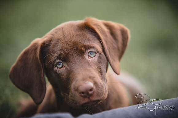 DeForest, Sun Prairie, Waunakee, Middleton, Verona, Lodi, Oregon, Family Photographer Pet Picture