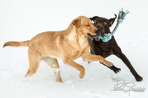 DeForest, Sun Prairie, Waunakee, Middleton, Verona, Lodi, Oregon, Family Photographer Pet Picture