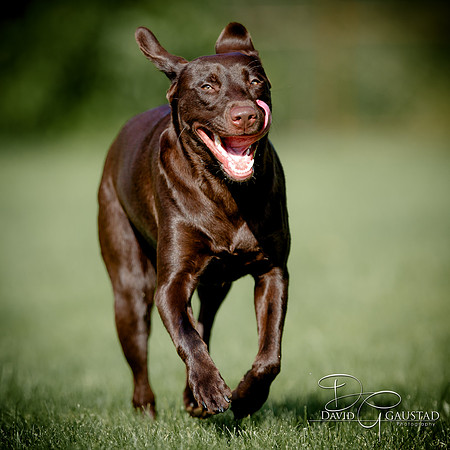 DeForest, Sun Prairie, Waunakee, Middleton, Verona, Lodi, Oregon, Family Photographer Pet Picture